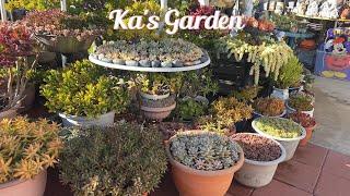 Kay's Garden Tour - December 2024