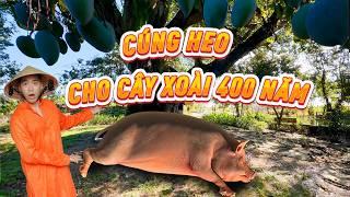 Kỳ lạ tục cúng heo cho cây xoài gần 400 năm tại Bạc Liêu, thăm vườn Thanh nhãn nổi tiếng Bạc Liêu