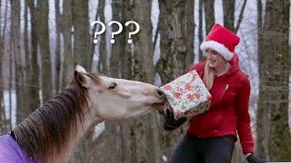 Surprising My Horses With Christmas Gifts 