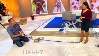 Celebrity Dog Trainer Brandon McMillan