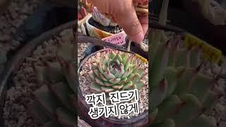 [초보다육맘]고사리 따는거 아니다잉 多肉植物 たにくしょくぶつ Korean Succulent