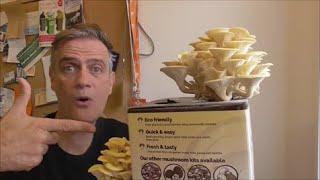 Growing Oyster Mushrooms #mushrooms #fungi