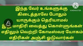 எதிரிகள் தவிடு பொடி கோடீஸ்வர யோகம் இந்த வேரை இது மாதிரி செய்து மறைத்து வையுங்கள் வறுமையே இருக்காது