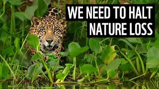 We need to halt nature loss | Living Planet Report 2022 | WWF