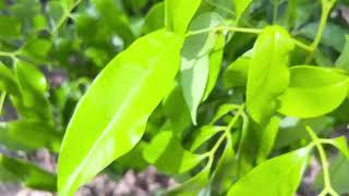 Update on My Sweetheart Lychee Tree in Central Florida July 2022