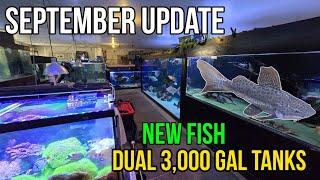 September Update: New Fish, Tank Build Update, and More