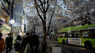 SEOUL KOREA/ The first Cherry Blossom Road Walking Tour in 2024, Sinchon Area Tour.[4K HDR]