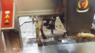 Guided Tour of a Dairy Farm