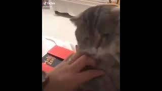 #cat #short #shorts #shortsvideo #shortvideo #cats #cute #animals #animal #tom