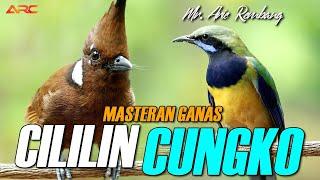 MASTERAN CILILIN GACOR VS CUCAK CUNGKO SUPER NEMBAK