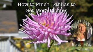 How to Pinch Dahlias to Get More Blooms