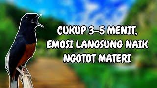 PANCINGAN MURAI BATU NGOTOT | MENDONGKRAK EMOSI LAWAN | COCOK UNTUK MENTAL MURAI GANTANGAN