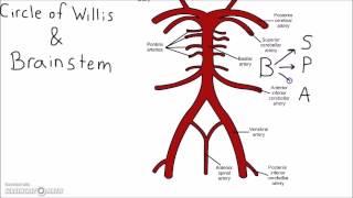 Neuroscience - Circle of Willis Mnemonic