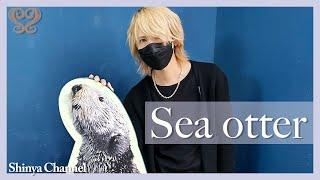 【Sea Otters】I went to see all the sea otters in Japan!