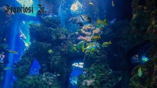 GOPRO TRAVEL - ONE DAY AT THE MUSÉE OCÉANOGRAPHIQUE DE MONACO, MONACO-VILLE