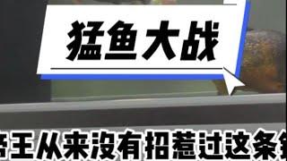 70厘米大铅笔大战55厘米帝王三间，谁能更胜一筹？ #养鱼日记 #养鱼人 #观赏鱼 #大铅笔鱼 #猛鱼