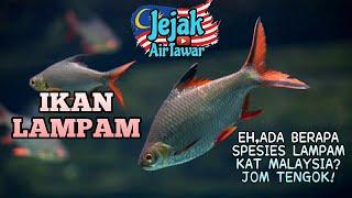 Spesies ikan lampam di Malaysia