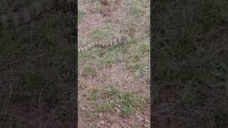 Angry Tiger snake has a go !!