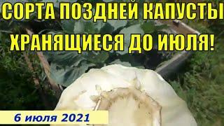 Лучшие сорта поздней капусты длительного хранения! Семена 2022.