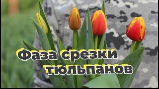 Фаза срезки тюльпанов | Когда срезать тюльпан? | Инструкция в описании
