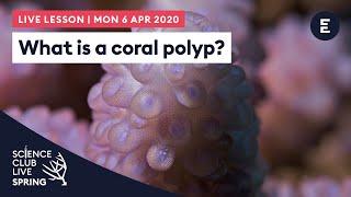 What is a coral polyp? Science Club Live