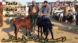 Friday Taxila Bakra Mandi Latest Update 22 November 2024 | Breeder Bakry Or Qurbani 2025