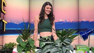 How to make plants love you (you can do it!) - New Day Northwest