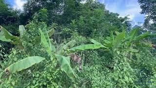 10 Rai Rubber Plantation with Mountain Views Land for Sale in Lo Yung, Phangnga