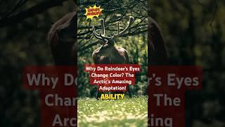 Why Do Reindeer’s Eyes Change Color? The Arctic’s Amazing Adaptation!