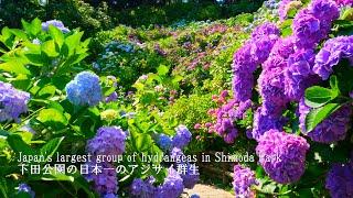 【Shimoda Hydrangea Festival 2024】 Breathtaking hydrangea! The largest colony of hydrangeas in Japan.