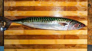 How to fillet a Mackerel by Fishmonger Apprentice. (Scomber scombrus) | The Fishmongers