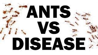Ants vs Disease