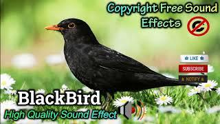 Blackbird  Sound Effect | High Quality Birds Sound | NCS Effects | Royalty Free #soundeffect