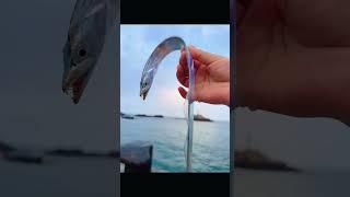 Unveiling the Mystical Ribbon Fish by the Sea" #RibbonFish #shorts