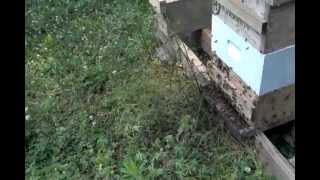 Honey Bee Swarm Issuing from hive