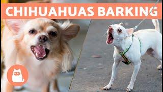 CHIHUAHUAS BARKING COMPILATION  (Angry, Happy and Crying Chihuahuas)