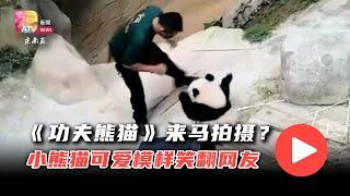 《功夫熊猫》来马拍摄？  小熊猫可爱模样笑翻网友