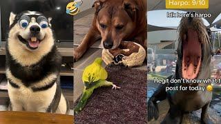 Funniest Pets of 2024 So Far..  | Try not to laugh!