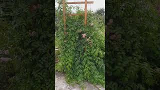 Роза УТИГОРД ФОЛЛС, плетистый рамблер. Летняя зарисовка. Калужская область