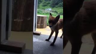 This Fox Needed Help ️ #animals #hearttouching #wholesome