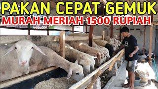 CARA BUAT PAKAN KAMBING MURAH MERIAH BIKIN CEPAT GEMUK