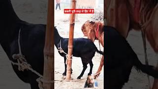 Goat Farming Business Ideal animal lover ️#shortvideo #shorts#sortsvideo 2024 #sorts#remix4augst e1