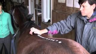 Osteopathic diagnosis of verminous arteritis in horses