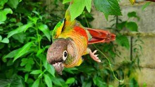 baby green cheek conure sounds : I perform acrobatics for to day.