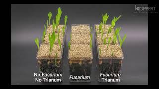 Trichoderma harzianum T22 combats Fusarium in maize plants – Koppert