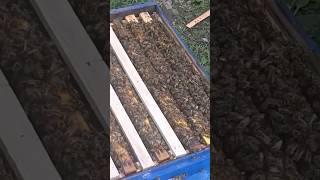 Лёгкий способ против роения пчёл #пчеловодство #пчелаглу #пчеловодство2023
