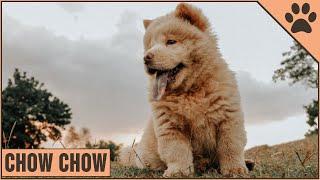 Chow Chow Información De Raza De Perro | Perros Mundo