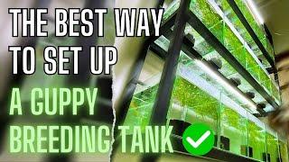 Guppy Fish Care - How To Setup A Simple Guppy Fish Tank?