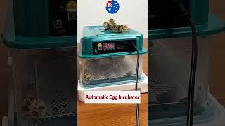  Fully Automatic Egg Incubator – Making Hatching Easier! #aussiepets #petessentials#cute