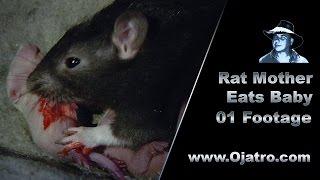 Rat Mother Eats Baby 01 Stock Footage